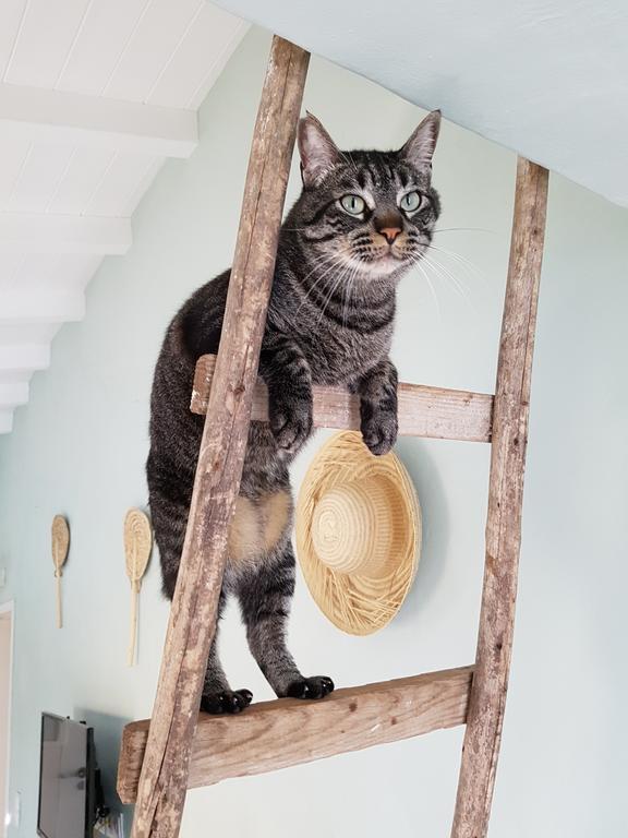 Gato Preto De Silves - Adults Only B&B 외부 사진